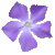 blueflower1_1-copy